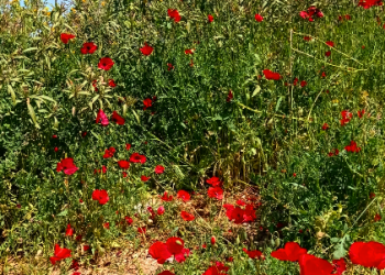 «Η ΑΝΟΙΞΗ ΜΕ ΤΗ ΜΑΤΙΑ ΤΟΥ ΓΙΑΝΝΗ ΡΙΤΣΟΥ»